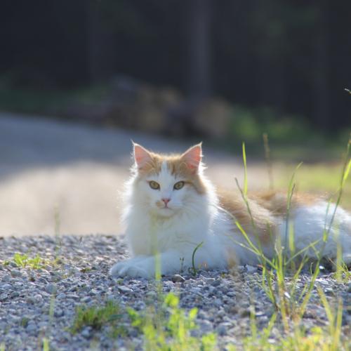 Moosbett-Katze
