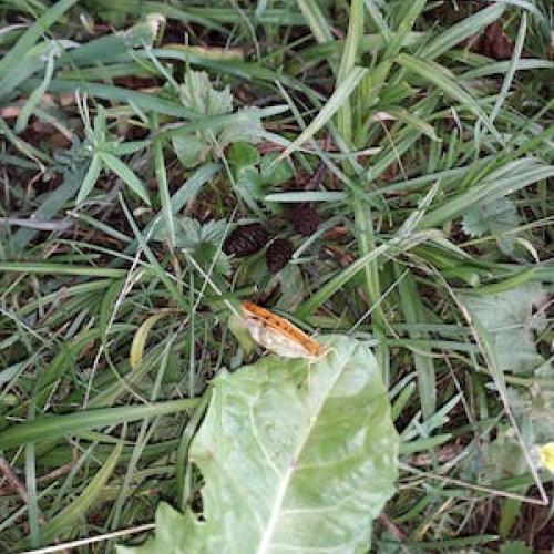 Raupe Nimmersatt im Moosbett