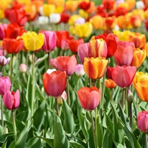 Frühling