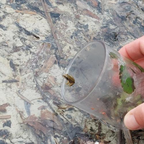 Frosch