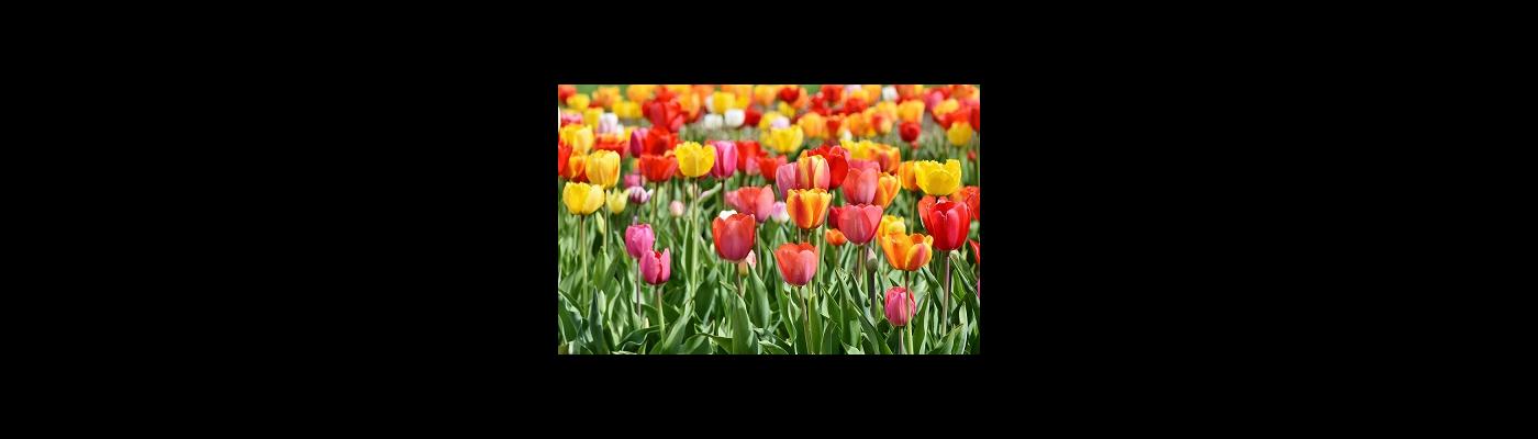 © Pixabay Frühling