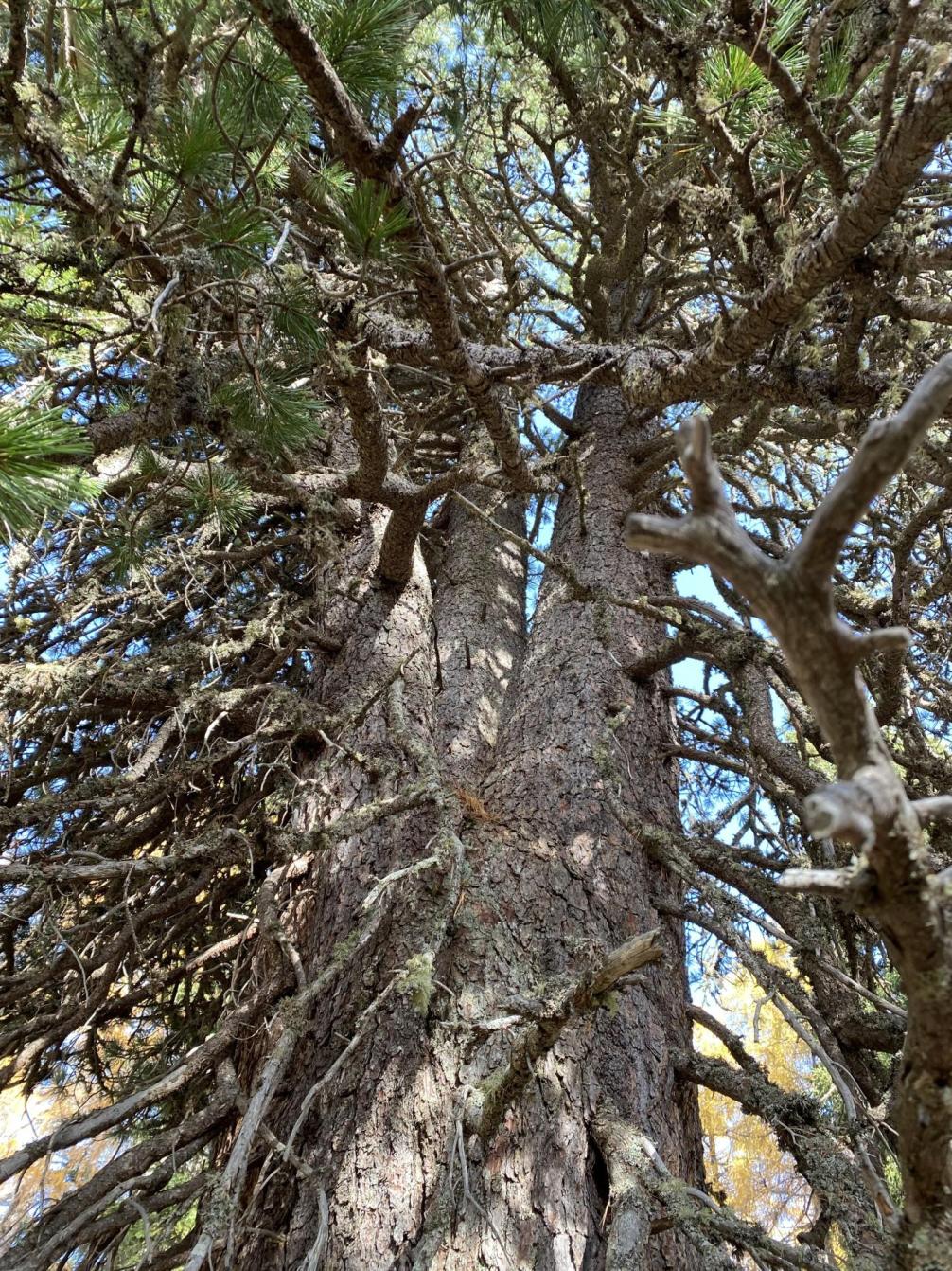 Zirbenbaum