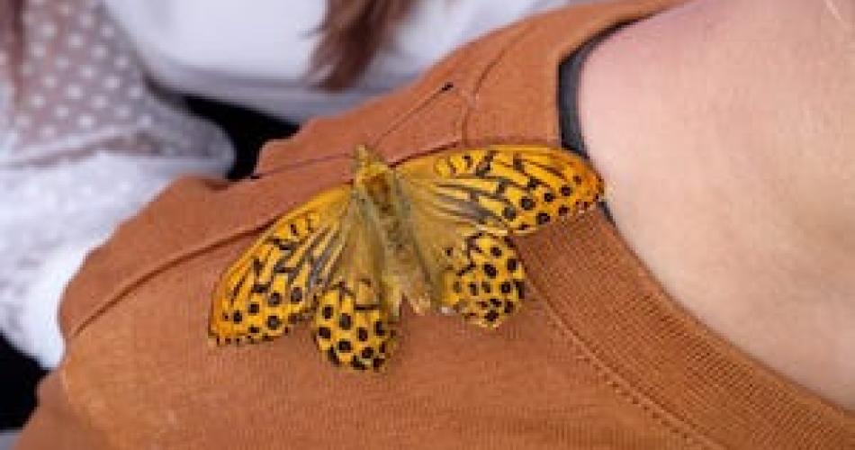 Von der Lupe zum Schmetterling