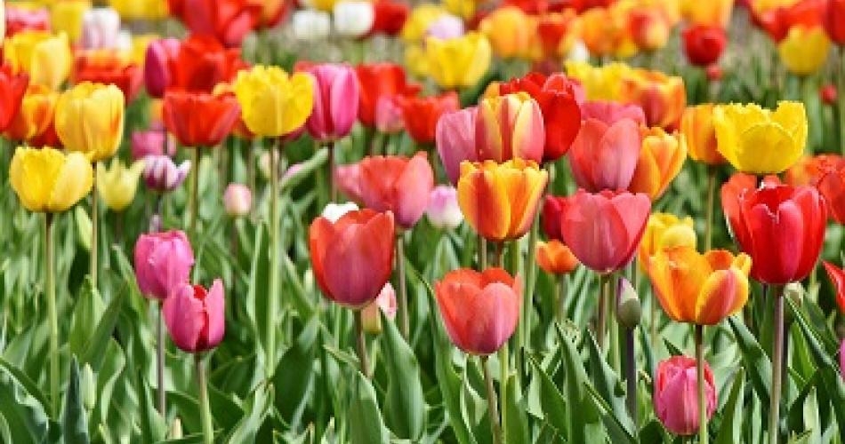 Frühling