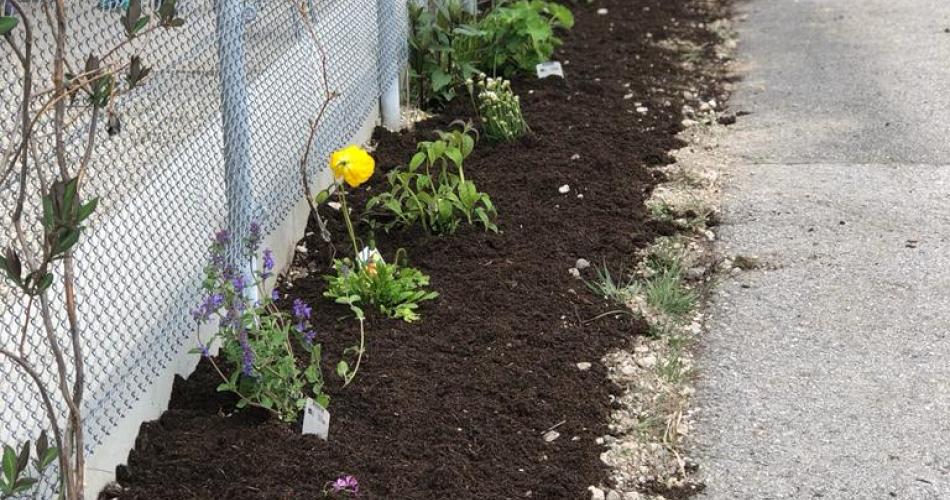 Blumen TdA